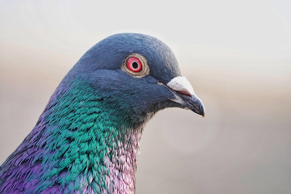 pigeon_bird-7102006_1280