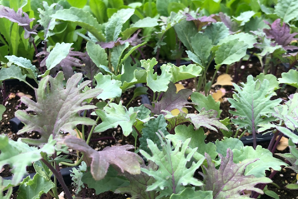 Brussel sprouts, kale, late broccoli, cabbage and cauliflower can all be started now, either from seed or transplants, to harvest in September through October and beyond. 