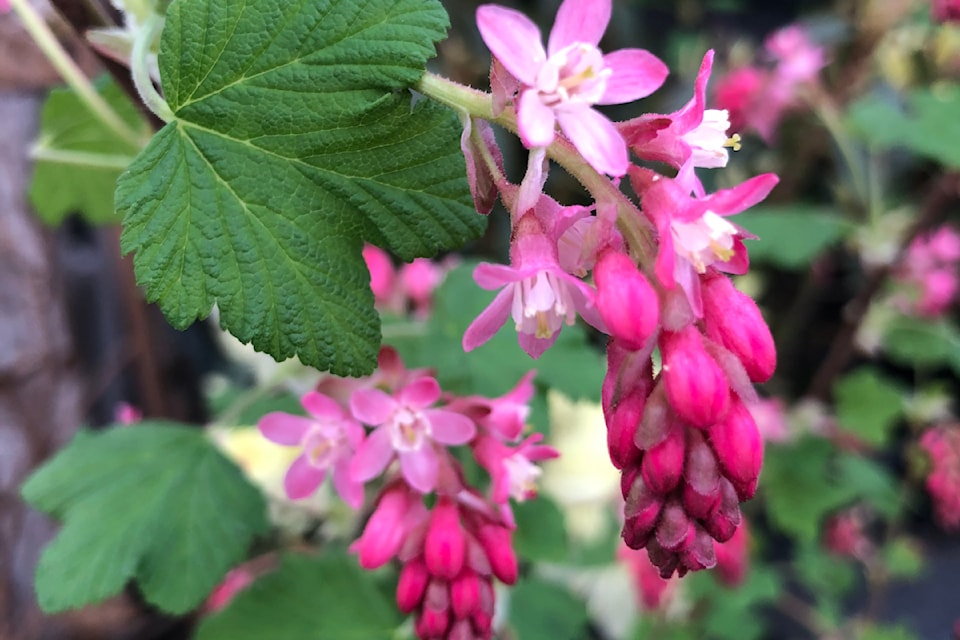 ribes-horizontal