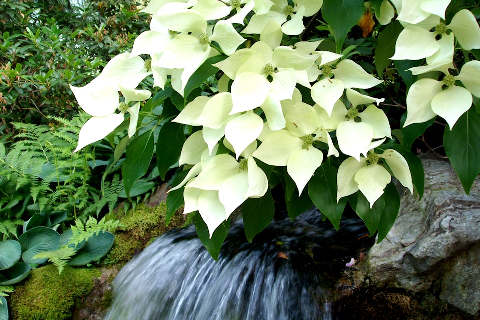 dogwood-003