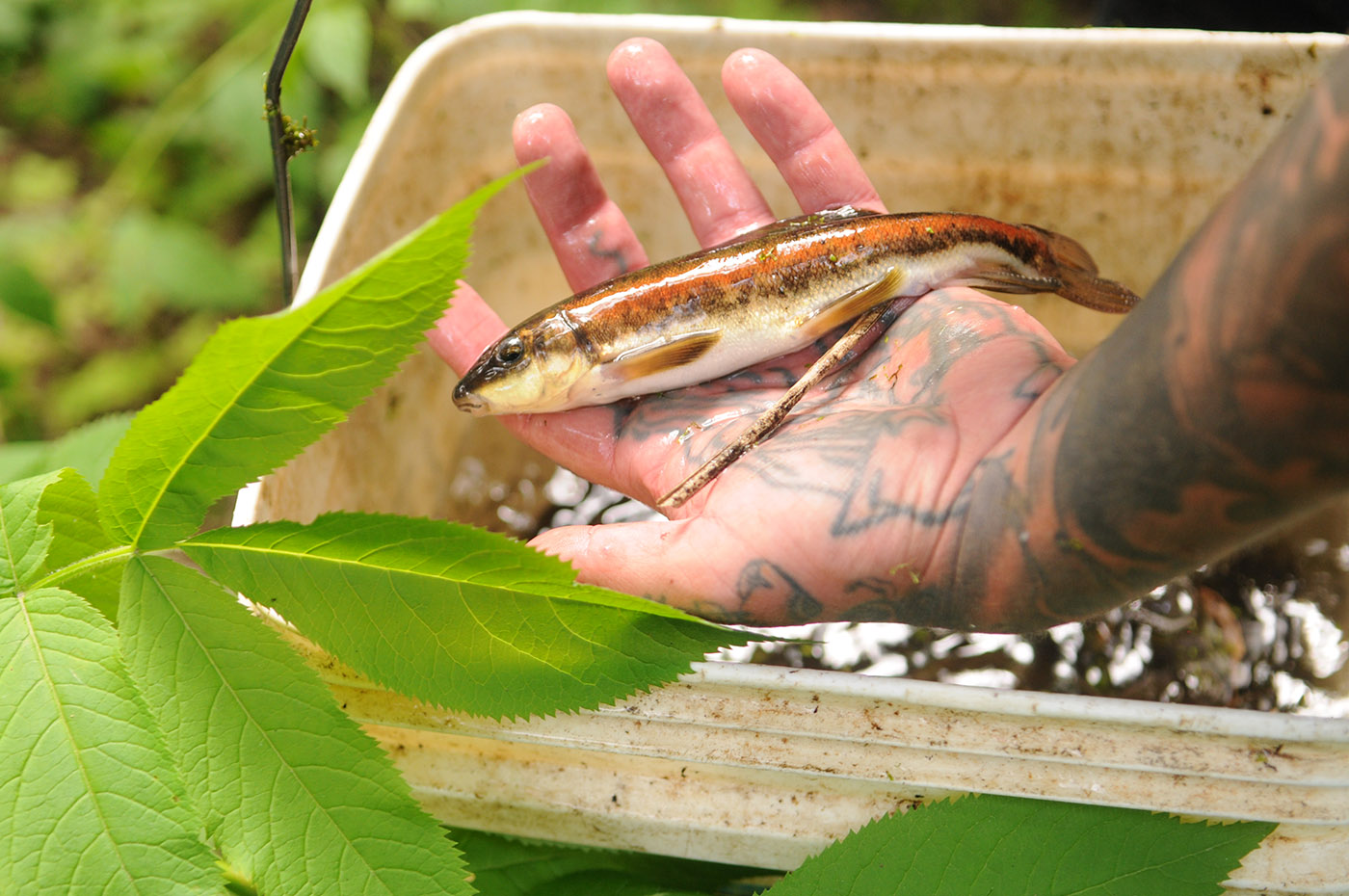 Salish sucker 1
