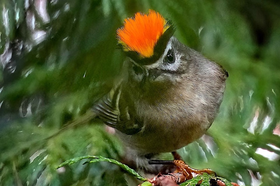 golden-crowned-kinglet-peggypoonphoto