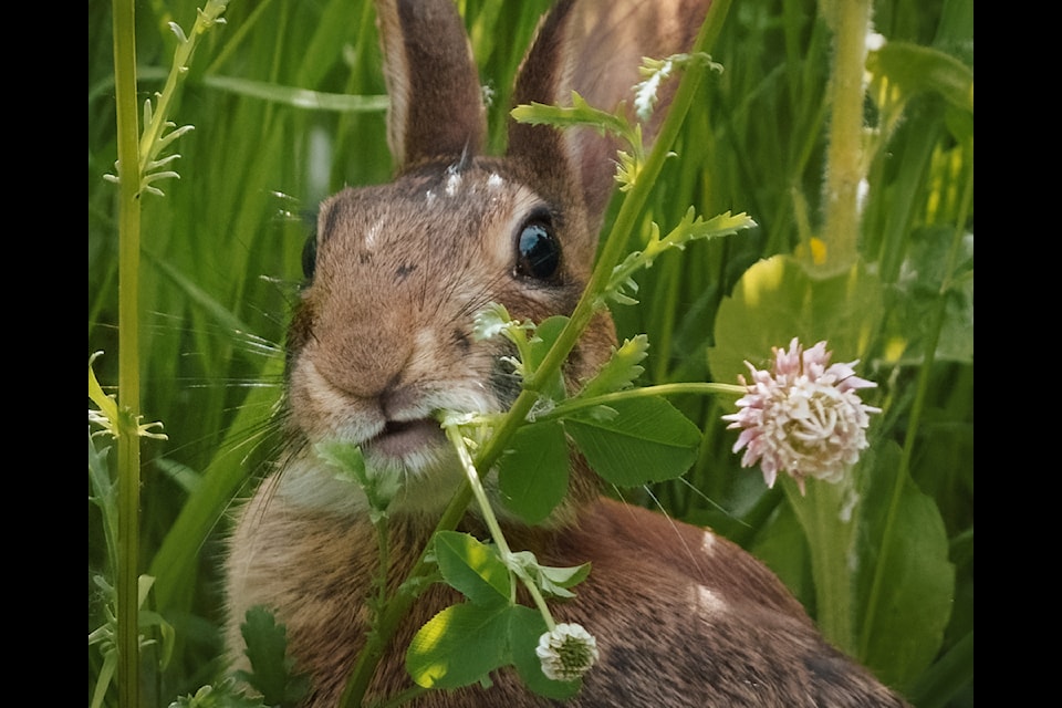  Lisa Gross sent in this image of a rabbit enjoying a patch of clover, recently taken in Chilliwack. If you have an image of people, places or events that you'd like to see in this space, email editor@theprogress.com with the subject line Community Camera. 
