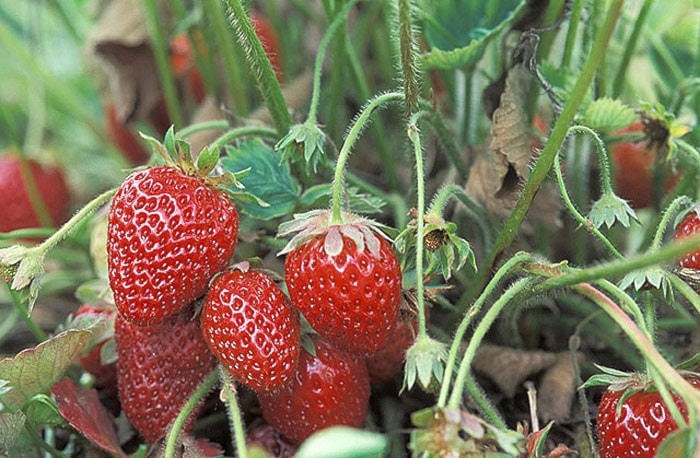 10061chilliwackStrawberries