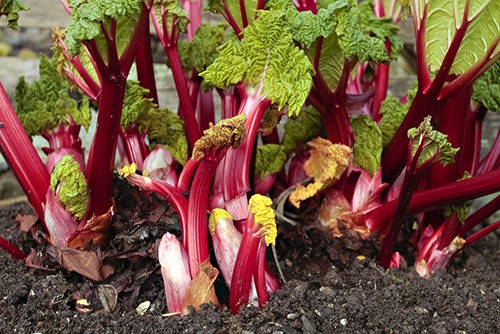 Rhubarb an easy and tasty addition to any garden - The Chilliwack Progress