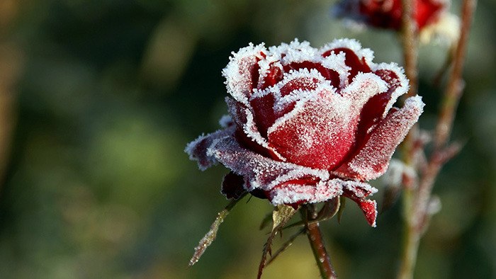 How to Winterize Roses