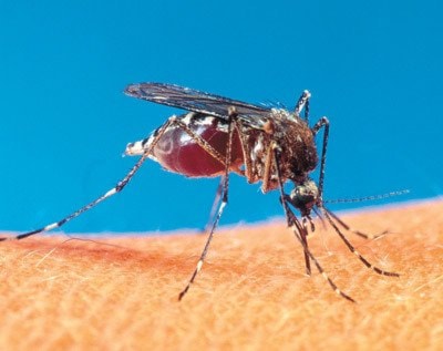 53735chilliwackmosquito-close-up-color