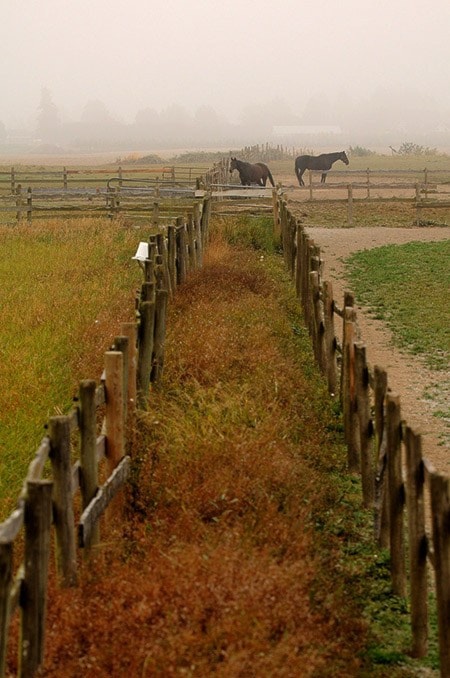 58949chilliwackfoggyhorses.1010