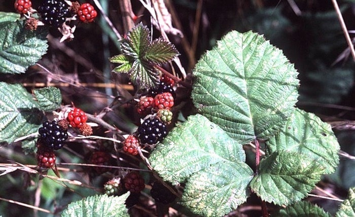 6160chilliwackblackberries