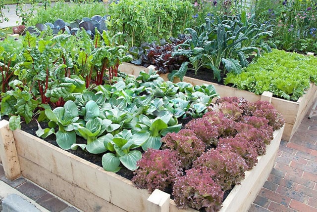 Armstrong Elementary School is planning to install 12 garden beds on school property, one for each class to start planting by spring 2025. (File photo)