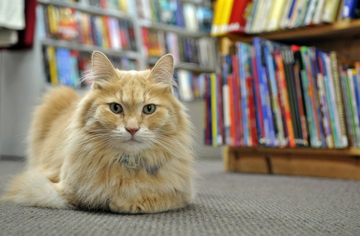 Nietzsche, the cat who lives at The Book Man. JENNA HAUCK/ PROGRESS FILE