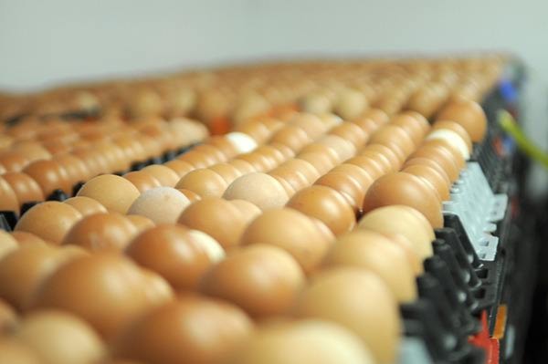 Scott Janzen's farm produces 5,700 free-run eggs every day. (Check)