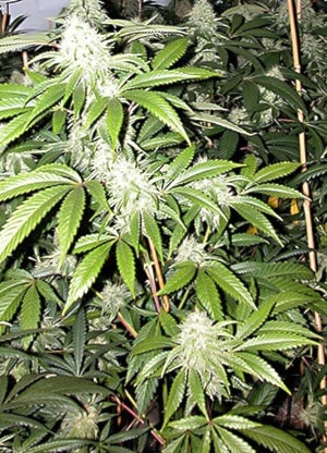 80398chilliwackmarijuanagrowopfilepic-1