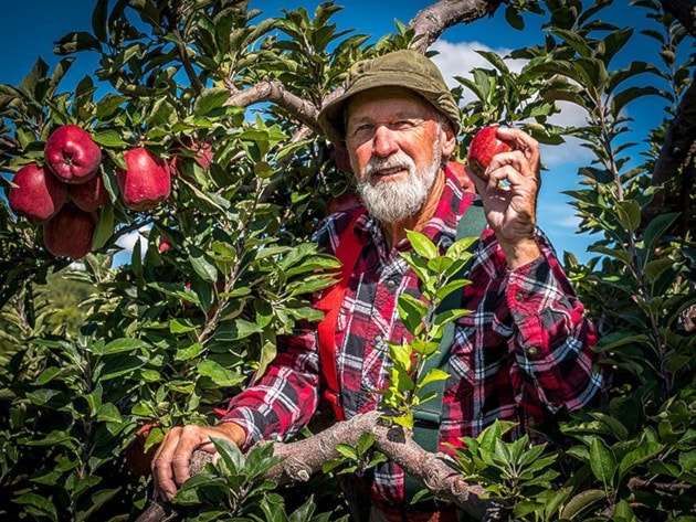 88005chilliwackREDGREENRed_In_Apple_Tree