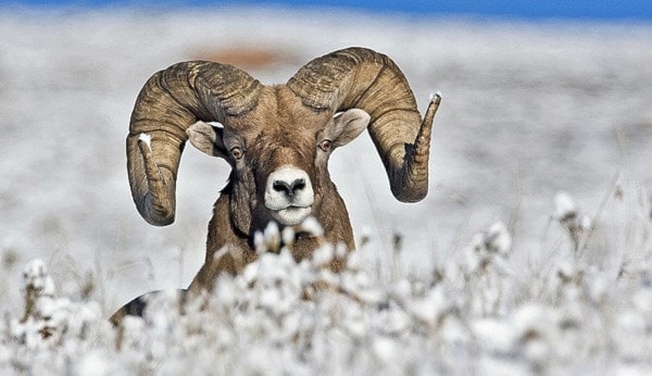 Big Horn Sheep (Male), Near Jasper, Alberta