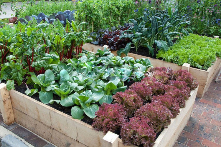 web1_Vegetable-Garden-Raised-Bed