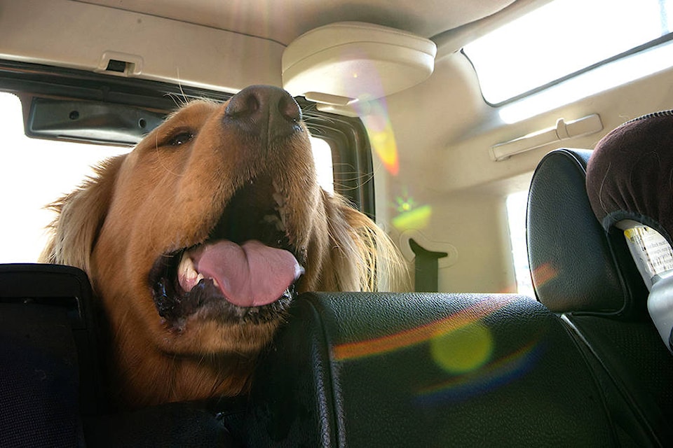 web1_170623-ABB-dog-in-hot-car_1