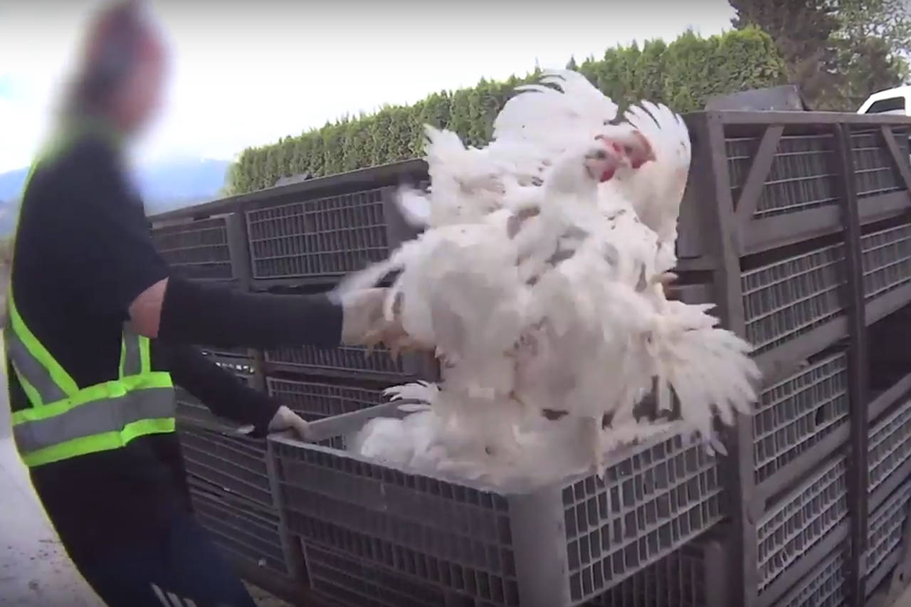 UPDATE: Chilliwack chicken catchers accused of 'torturing' birds in  undercover videos - The Chilliwack Progress