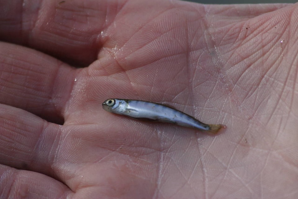 web1_SalmonHatchery022707-copy