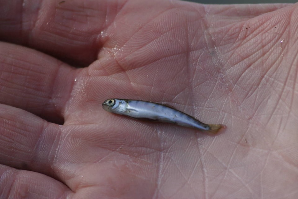 web1_SalmonHatchery022707-copy