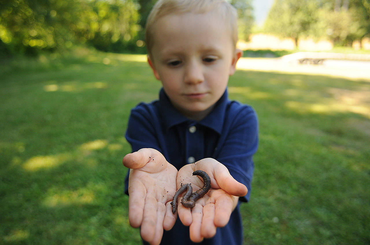 Dew worm races resurface at Ryder Lake Country Fair The Chilliwack