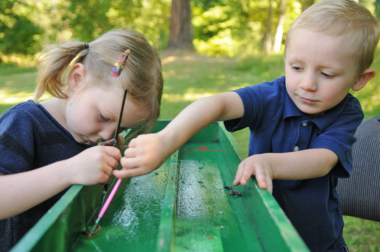 Dew worm races resurface at Ryder Lake Country Fair The Chilliwack