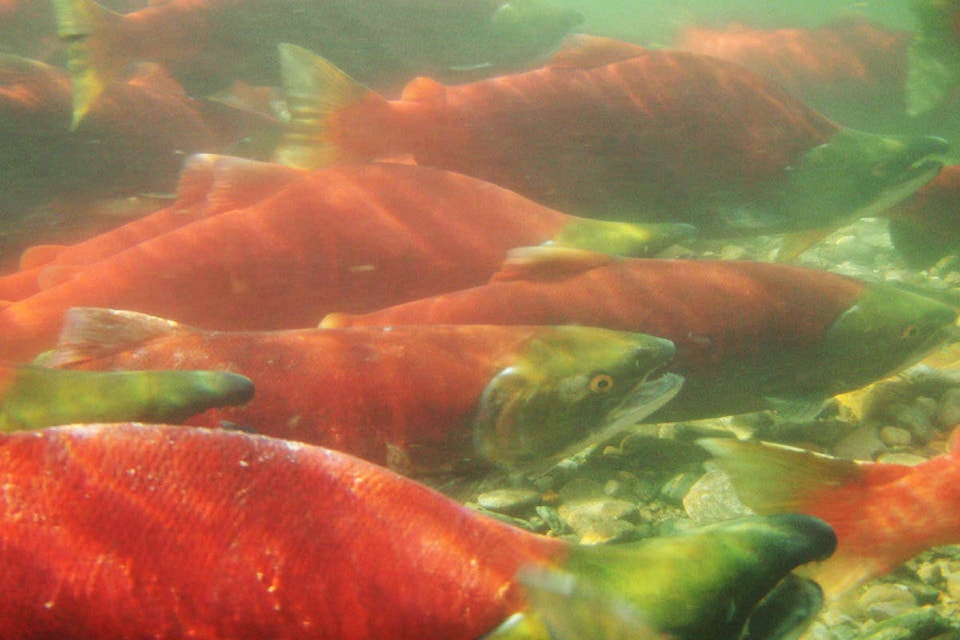 8161276_web1_sockeye