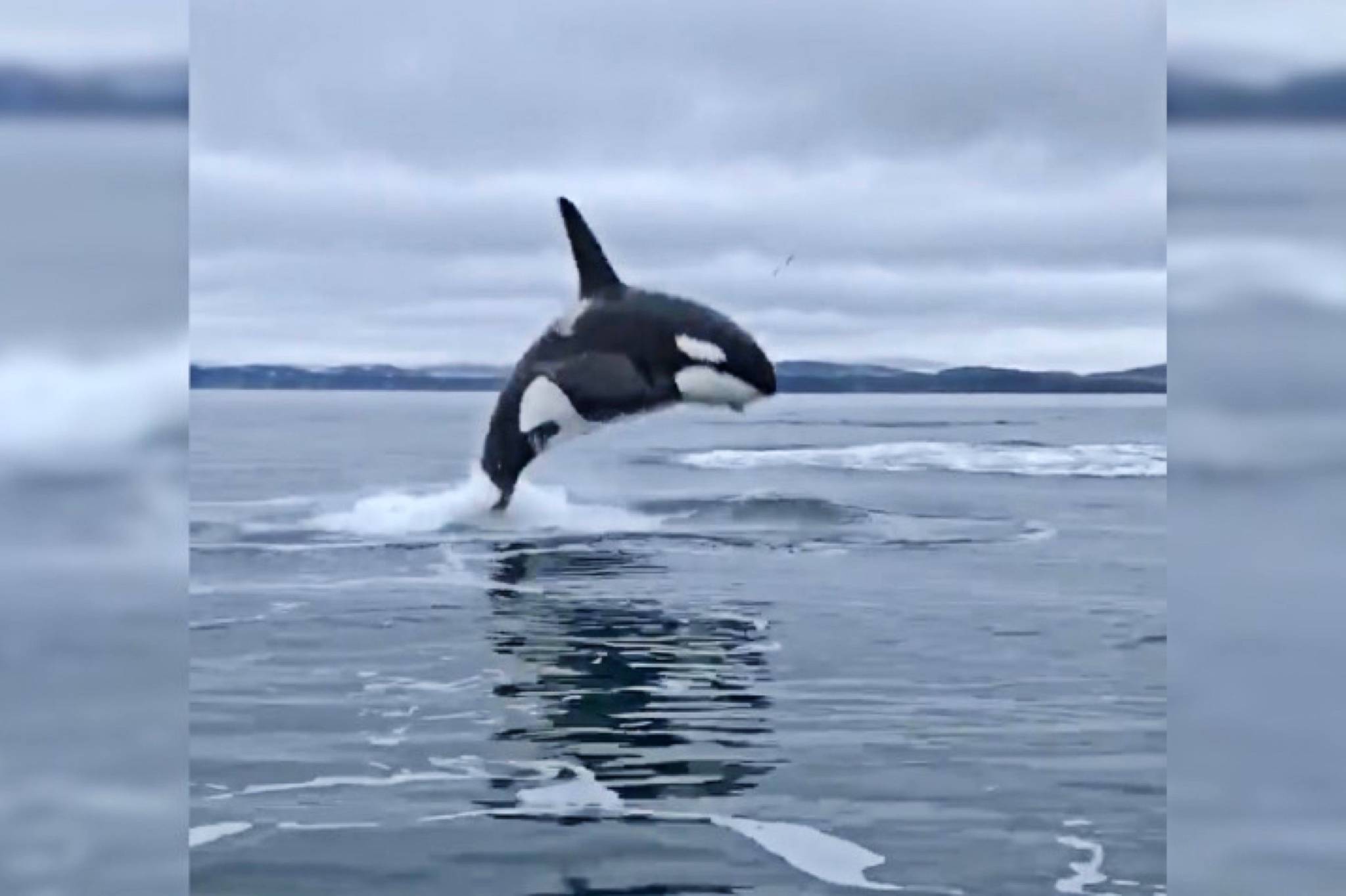 VIDEO: B.C. man films up-close view of orca breaching near Victoria