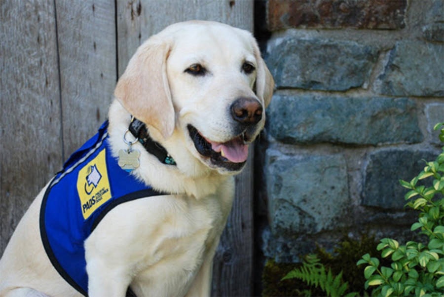 11115302_web1_copy_Caber-CourtservicesDog