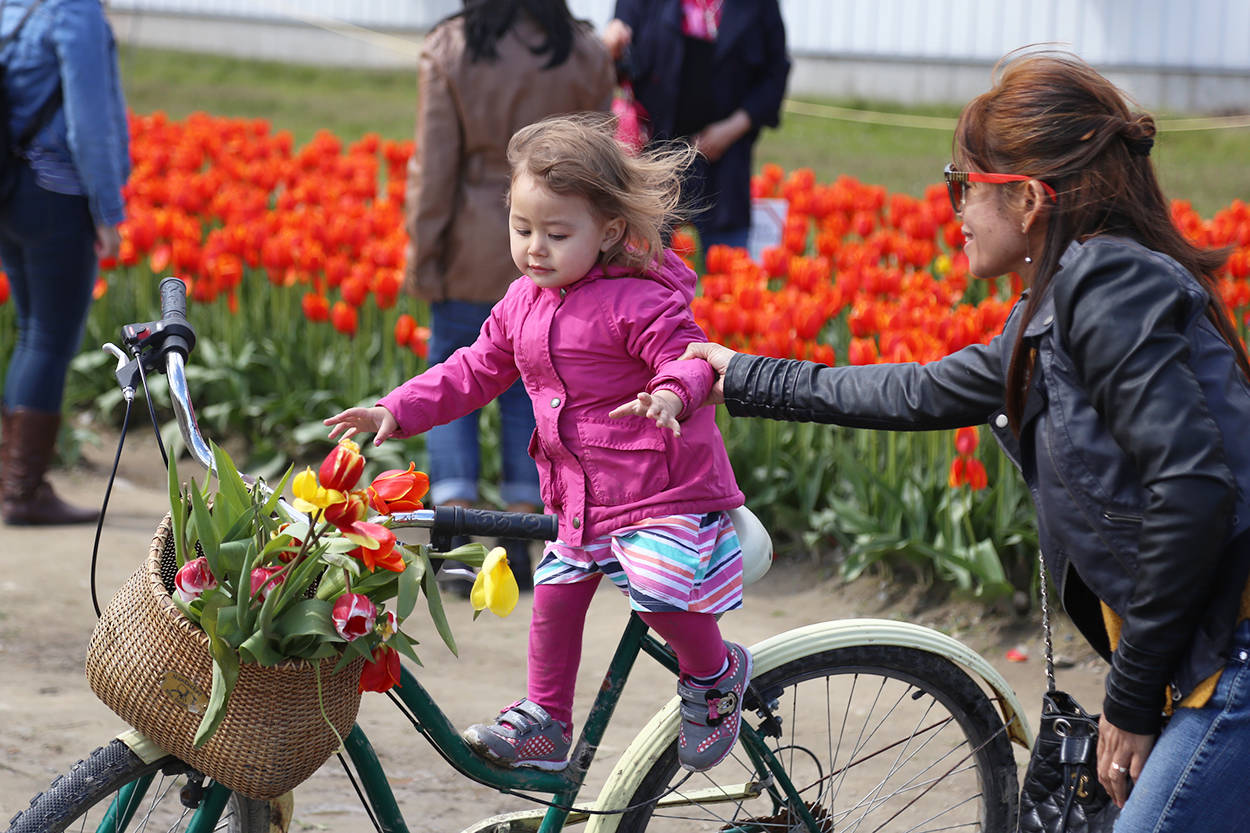 11558419_web1_180421-CPL-TulipFestival_IMG_0030