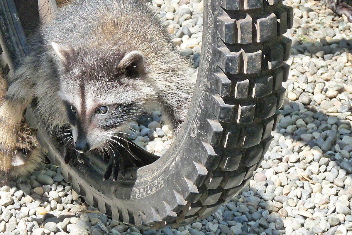 12822532_web1_180721-LAT-critter-care-openhouse-raccoon