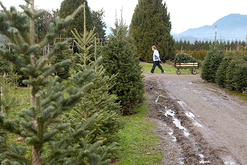 15026402_web1_christmas-trees.FILE