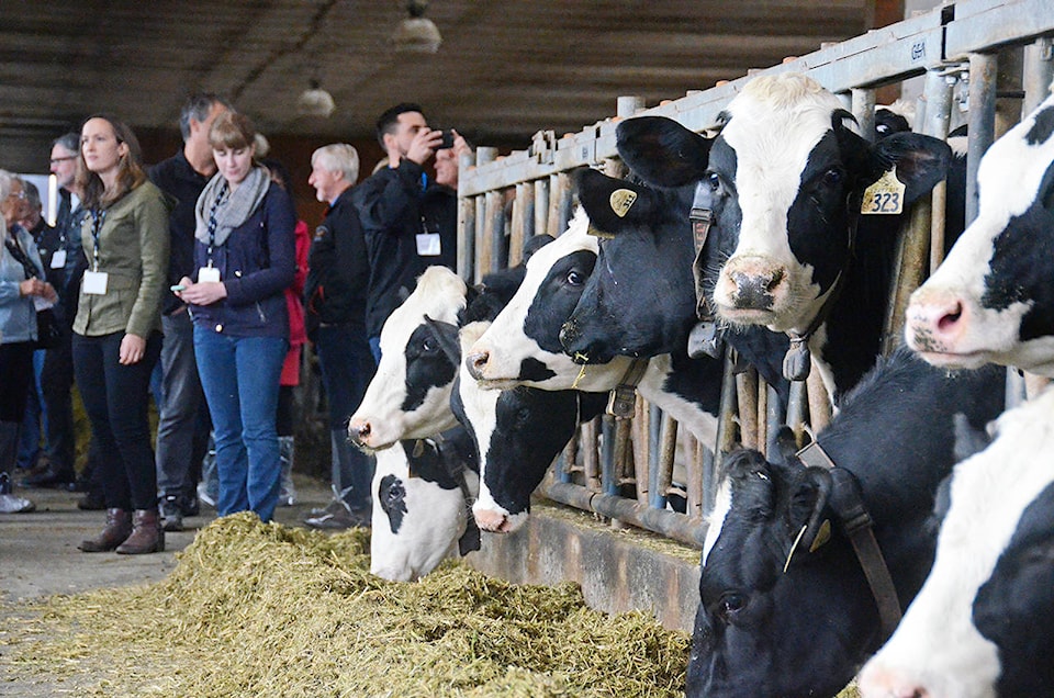 15242747_web1_ToopFarm-AgTour2018-11-cows