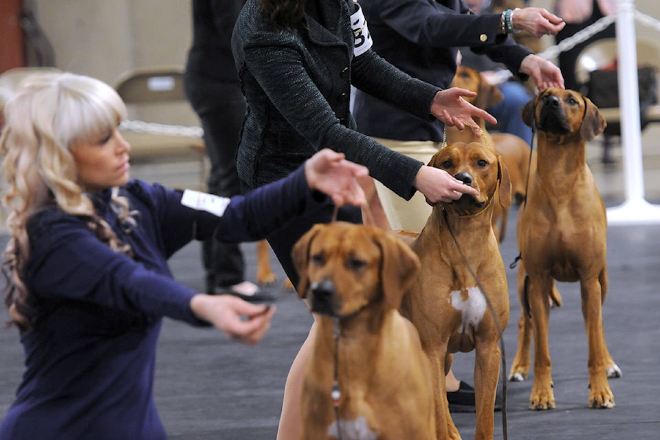 15684271_web1_copy_MtCheamDogShow2.0223