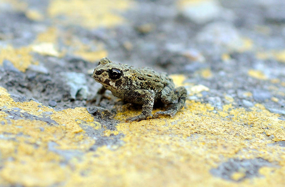 15702413_web1_western-toad
