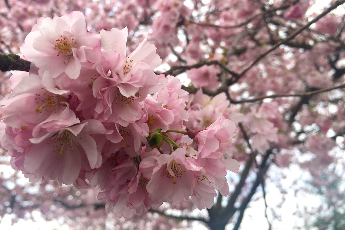 Blossom Cherry Blossom