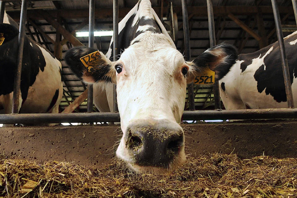16001069_web1_kooyman-cattle-file