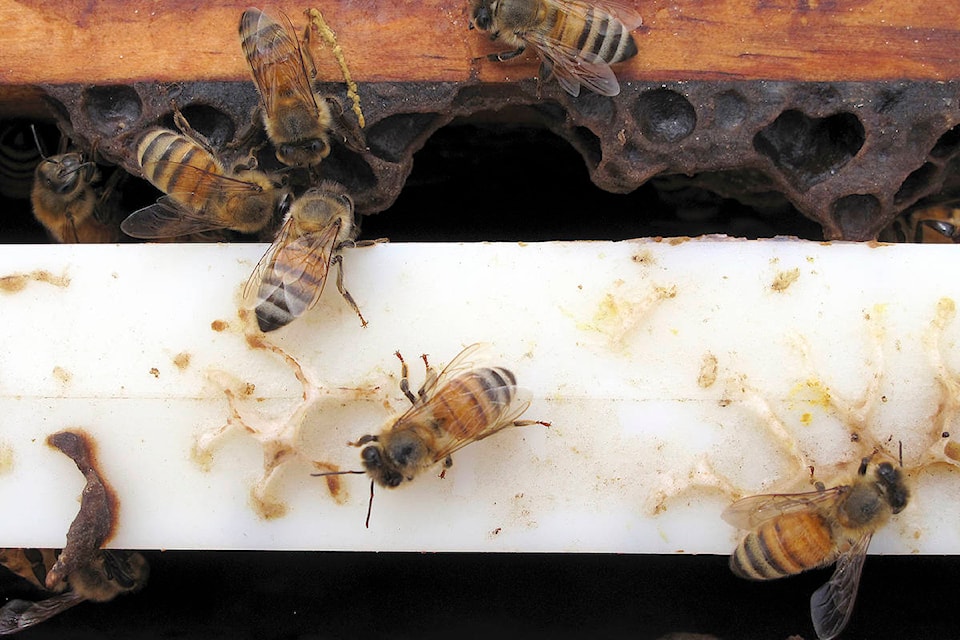 16259644_web1_hives-honeybees