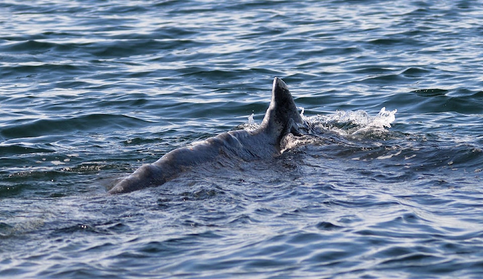 17747785_web1_190717-CVR-humpback