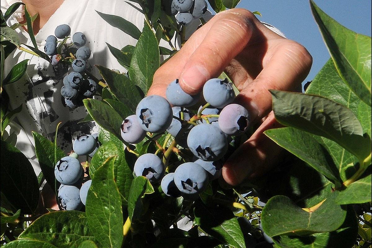 Record blueberry harvest predicted The Chilliwack Progress