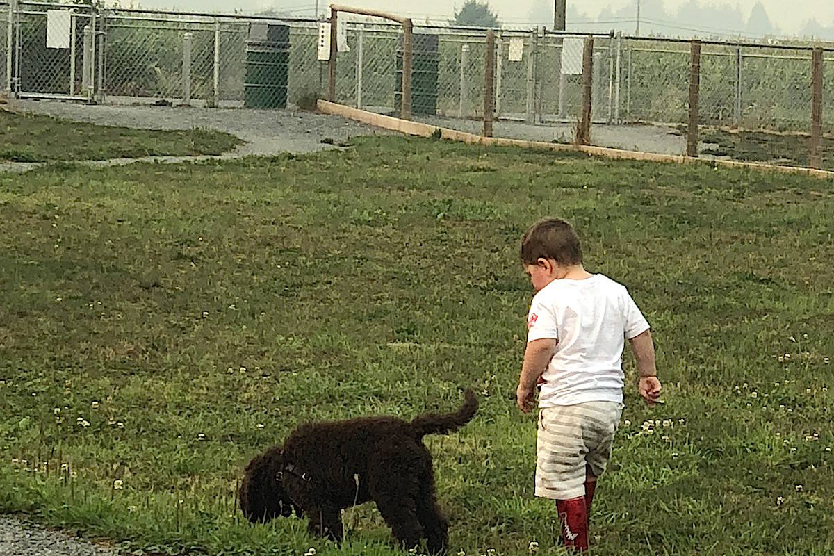 19568395_web1_sheffield-dog-park-grass