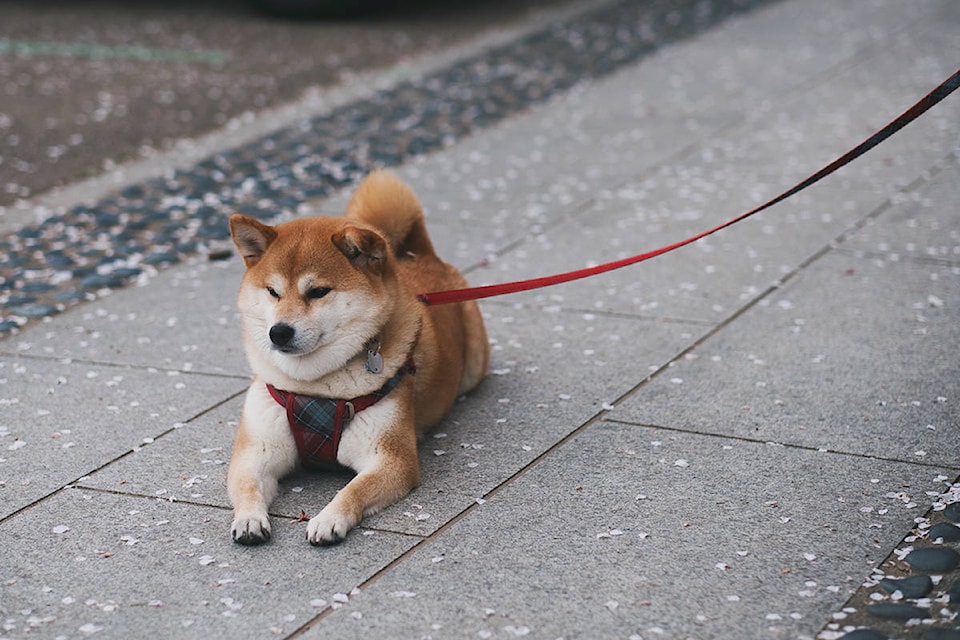 19609618_web1_shiba-inu-resting-on-pavement-2187304