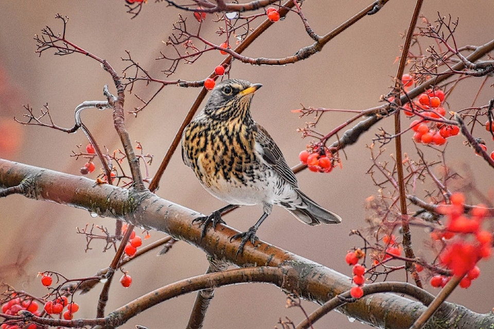 19705085_web1_Rare-fieldfare