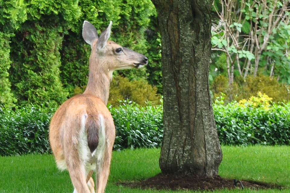 19947551_web1_Deer-green