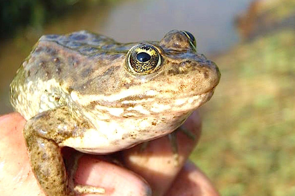 20248701_web1_Oregon-spotted-frog