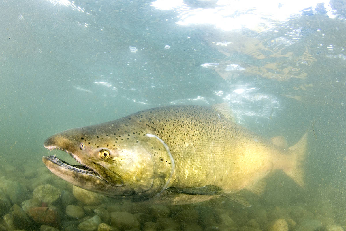 20792317_web1_copy_200303-CPL-Fraser-Salmon-Habitat-Recs_3