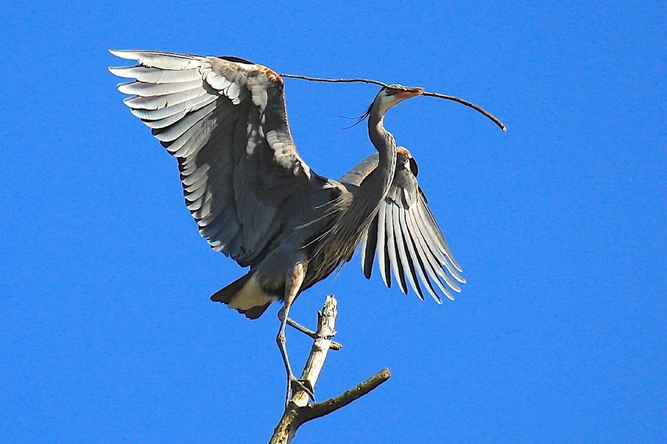 21290240_web1_200416-WCT-CHILLIWACK-HERON-HERON_1