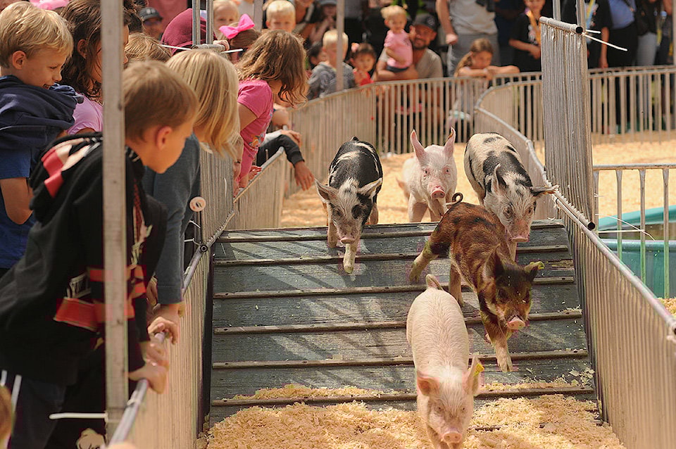 21367446_web1_ChilliwackFair2019PigRaces.0810