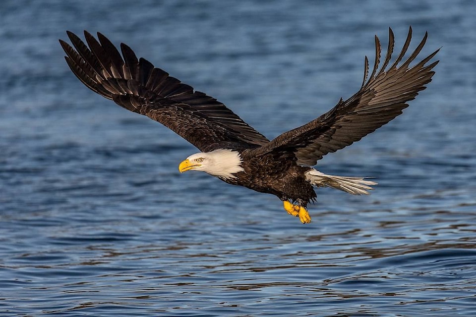 21956915_web1_200624-CRM-bald-eagle-drowned_1