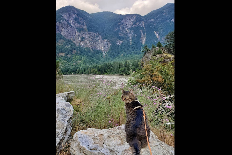 Beckie Daggitt submitted this photo with the caption “This guy likes to go for walks and short hikes.” (Beckie Daggitt/ Submitted to The Chilliwack Progress)